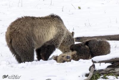 Snow and Cubs YNP May 2025